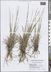 Тонконог сизый, Келерия сизая (Spreng.) DC., Восточная Европа, Северо-Западный район (E2) (Россия)