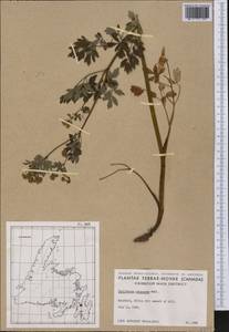 Thalictrum pubescens Pursh, Америка (AMER) (Канада)