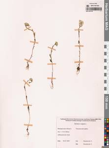 Крестовник обыкновенный L., Сибирь, Чукотка и Камчатка (S7) (Россия)