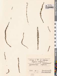 Хвостник обыкновенный, Водяная сосенка L., Сибирь, Чукотка и Камчатка (S7) (Россия)