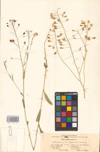 Рыжик посевной (L.) Crantz, Восточная Европа, Центральный район (E4) (Россия)