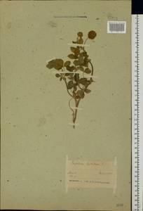 Клевер гибридный L., Восточная Европа, Белоруссия (E3a) (Белоруссия)