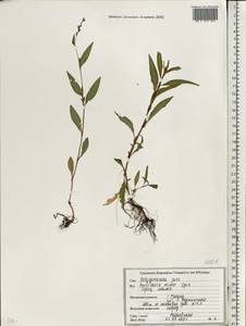Горец малый (Huds.) Opiz, Восточная Европа, Белоруссия (E3a) (Белоруссия)