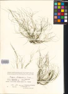 Ruppia drepanensis Tineo, Средняя Азия и Казахстан, Прикаспийский Устюрт и Северное Приаралье (M8) (Казахстан)