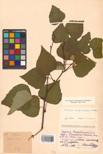 Betula pendula subsp. mandshurica (Regel) Ashburner & McAll., Сибирь, Дальний Восток (S6) (Россия)