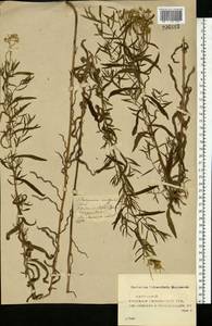 Achillea ptarmica subsp. ptarmica, Восточная Европа, Средневолжский район (E8) (Россия)