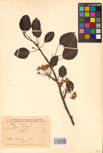 Груша обыкновенная, Груша садовая L., Восточная Европа, Центральный лесостепной район (E6) (Россия)