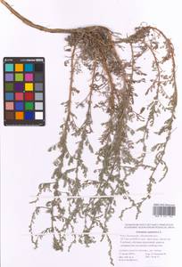 Artemisia caerulescens subsp. caerulescens, Восточная Европа, Нижневолжский район (E9) (Россия)