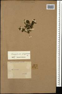 Lipandra polysperma (L.) S. Fuentes, Uotila & Borsch, Кавказ, Грузия (K4) (Грузия)