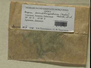 Ptychostomum pseudotriquetrum (Hedw.) J.R. Spence & H.P. Ramsay, Гербарий мохообразных, Мхи - Закавказье (B13) (Армения)