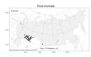 Trinia muricata, Триния мягкоигольчатая Godet, Атлас флоры России (FLORUS) (Россия)