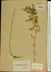 Подмаренник настоящий L., Восточная Европа, Центральный лесостепной район (E6) (Россия)