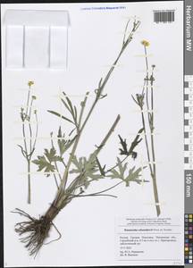 Ranunculus polyanthemos subsp. schennikovii (Ovcz. ex Tzvelev) Tzvelev, Восточная Европа, Средневолжский район (E8) (Россия)