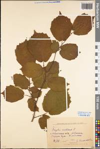 Орешник обыкновенный, Лещина обыкновенная L., Восточная Европа, Московская область и Москва (E4a) (Россия)