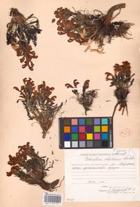 Мытник охотский A.P.Khokhr., Сибирь, Чукотка и Камчатка (S7) (Россия)