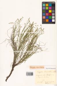 Истод узколистный Willd., Сибирь, Дальний Восток (S6) (Россия)