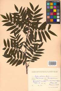 Рябина гладковатая (Wimm. & Grab.) Hedl., Сибирь, Дальний Восток (S6) (Россия)