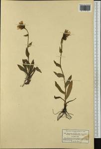 Hieracium villosum Jacq., Западная Европа (EUR) (Франция)