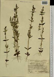 Горечавочка горьковатая (L.) Börner, Восточная Европа, Восточный район (E10) (Россия)