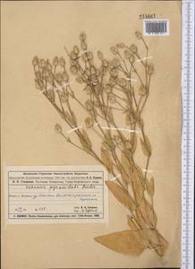 Gypsophila vaccaria (L.) Sm., Средняя Азия и Казахстан, Муюнкумы, Прибалхашье и Бетпак-Дала (M9) (Казахстан)