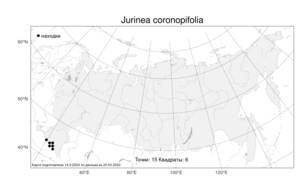 Jurinea coronopifolia, Наголоватка коронопусолистная Sommier & Levier, Атлас флоры России (FLORUS) (Россия)