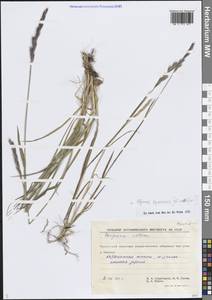 Пырейник саянский (Nevski) Tzvelev, Сибирь, Чукотка и Камчатка (S7) (Россия)