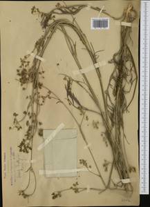 Seseli montanum subsp. tommasinii (Rchb. fil.) Arcang., Западная Европа (EUR) (Италия)