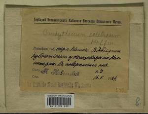 Brachythecium salebrosum (Hoffm. ex F. Weber & D. Mohr) Schimp., Гербарий мохообразных, Мхи - Пермский край, Удмуртия, Свердловская и Кировская области (B8) (Россия)