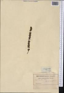 Morella cordifolia (L.) D.J.B. Killick, Америка (AMER) (Неизвестно)