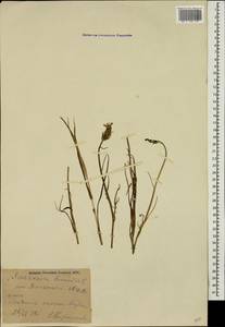 Pseudopodospermum tauricum (M. Bieb.) Vasjukov & Saksonov, Кавказ, Грузия (K4) (Грузия)