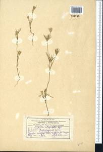 Komaroffia integrifolia (Regel) A. L. Pereira, Средняя Азия и Казахстан, Копетдаг, Бадхыз, Малый и Большой Балхан (M1) (Туркмения)