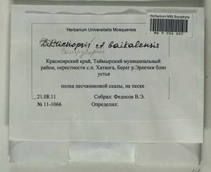 Ditrichopsis baikalensis Ignatova & Afonina, Гербарий мохообразных, Мхи - Красноярский край, Тыва и Хакасия (B17) (Россия)