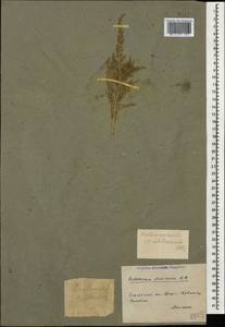 Сарсазан шишковатый (Pall.) M.Bieb., Кавказ, Азербайджан (K6) (Азербайджан)