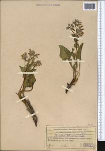 Риндера четырехщетинковая (Pall.) L'Hér. ex DC. & A. DC., Средняя Азия и Казахстан, Северный и Центральный Тянь-Шань (M4) (Казахстан)