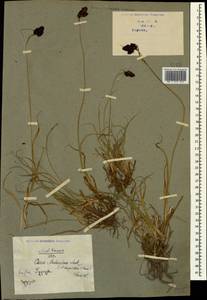 Carex aterrima subsp. medwedewii (Leskov) T.V.Egorova, Кавказ, Грузия (K4) (Грузия)