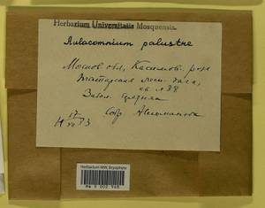 Aulacomnium palustre (Hedw.) Schwägr., Гербарий мохообразных, Мхи - Центральное Нечерноземье (B6) (Россия)