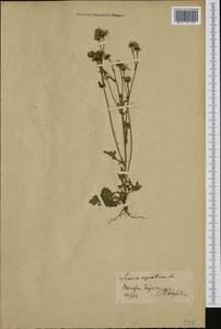 Jacobaea aquatica (Hill) G. Gaertn., B. Mey. & Scherb., Западная Европа (EUR)