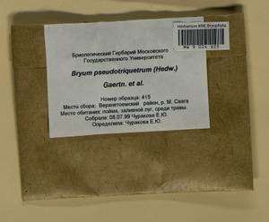 Ptychostomum pseudotriquetrum (Hedw.) J.R. Spence & H.P. Ramsay, Гербарий мохообразных, Мхи - Архангельская и Вологодская области, Коми, Ненецкий АО (B7) (Россия)