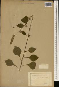 Celosia trigyna L., Зарубежная Азия (ASIA) (Неизвестно)