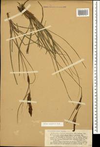Carex flacca subsp. erythrostachys (Hoppe) Holub, Кавказ, Абхазия (K4a) (Абхазия)