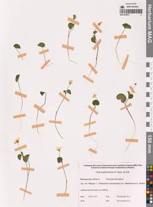 Viola crassa subsp. avatschensis (W.Becker & Hultén) Espeut, Сибирь, Чукотка и Камчатка (S7) (Россия)