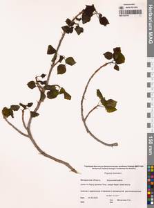 Тополь дрожащий, Осина L., Сибирь, Чукотка и Камчатка (S7) (Россия)