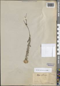 Солонечник мохнатый, Грудница мохнатая (L.) Rchb.fil., Восточная Европа, Нижневолжский район (E9) (Россия)