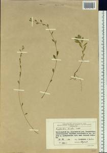 Молочай острый, Сибирь, Центральная Сибирь (S3) (Россия)