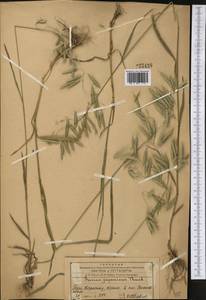 Костер японский Houtt., Средняя Азия и Казахстан, Западный Тянь-Шань и Каратау (M3) (Казахстан)