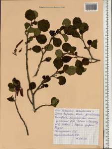 Ольха клейкая, Ольха черная (L.) Gaertn., Восточная Европа, Белоруссия (E3a) (Белоруссия)