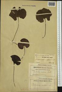 Hymenophyllum nephrophyllum Ebihara & K. Iwats., Австралия и Океания (AUSTR) (Новая Зеландия)