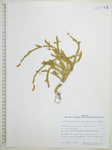 Dendrolycopodium obscurum (L.) A.Haines, Сибирь, Дальний Восток (S6) (Россия)
