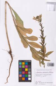 Oenothera ×rubricaulis Kleb., Восточная Европа, Северо-Западный район (E2) (Россия)