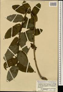 Колокольчик молочноцветковый M.Bieb., Кавказ, Грузия (K4) (Грузия)